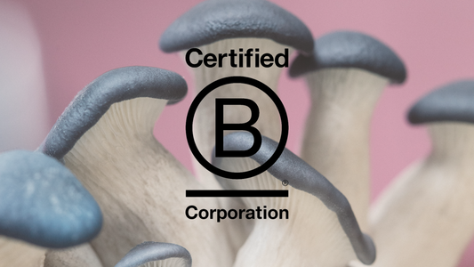 Rainbo is a B Corp!