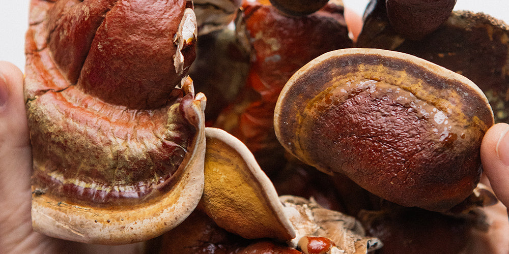 a pair of hands holding reishi mushrooms that are gold brown and tan bands shiny in appearance