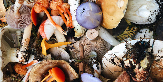 a bunch of different coloured mushrooms all piled together with dirt around and on them. Each mushroom is either orange, yellow, grey, beige or purple in colour