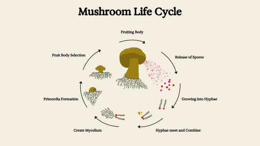 Infographic image of mushroom life cycle. Starting with a large fruiting body mushroom with arrows to the release of spores, with arrows showing spores growing into hyphae, hyphae combine to create mycelium, primordia formation into fruiting body.