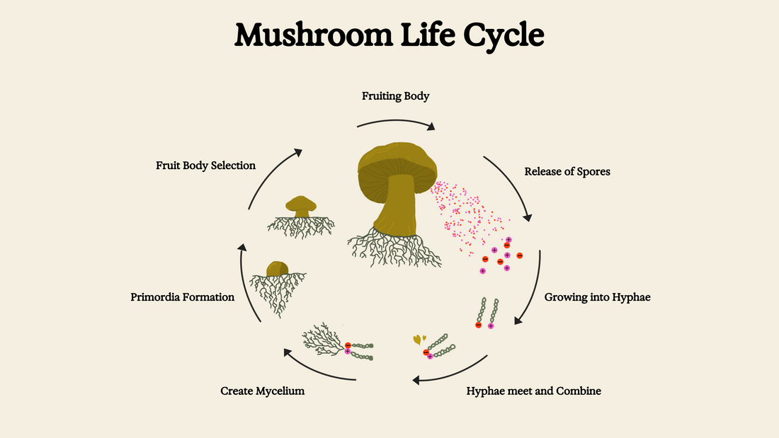 Infographic image of mushroom life cycle. Starting with a large fruiting body mushroom with arrows to the release of spores, with arrows showing spores growing into hyphae, hyphae combine to create mycelium, primordia formation into fruiting body.