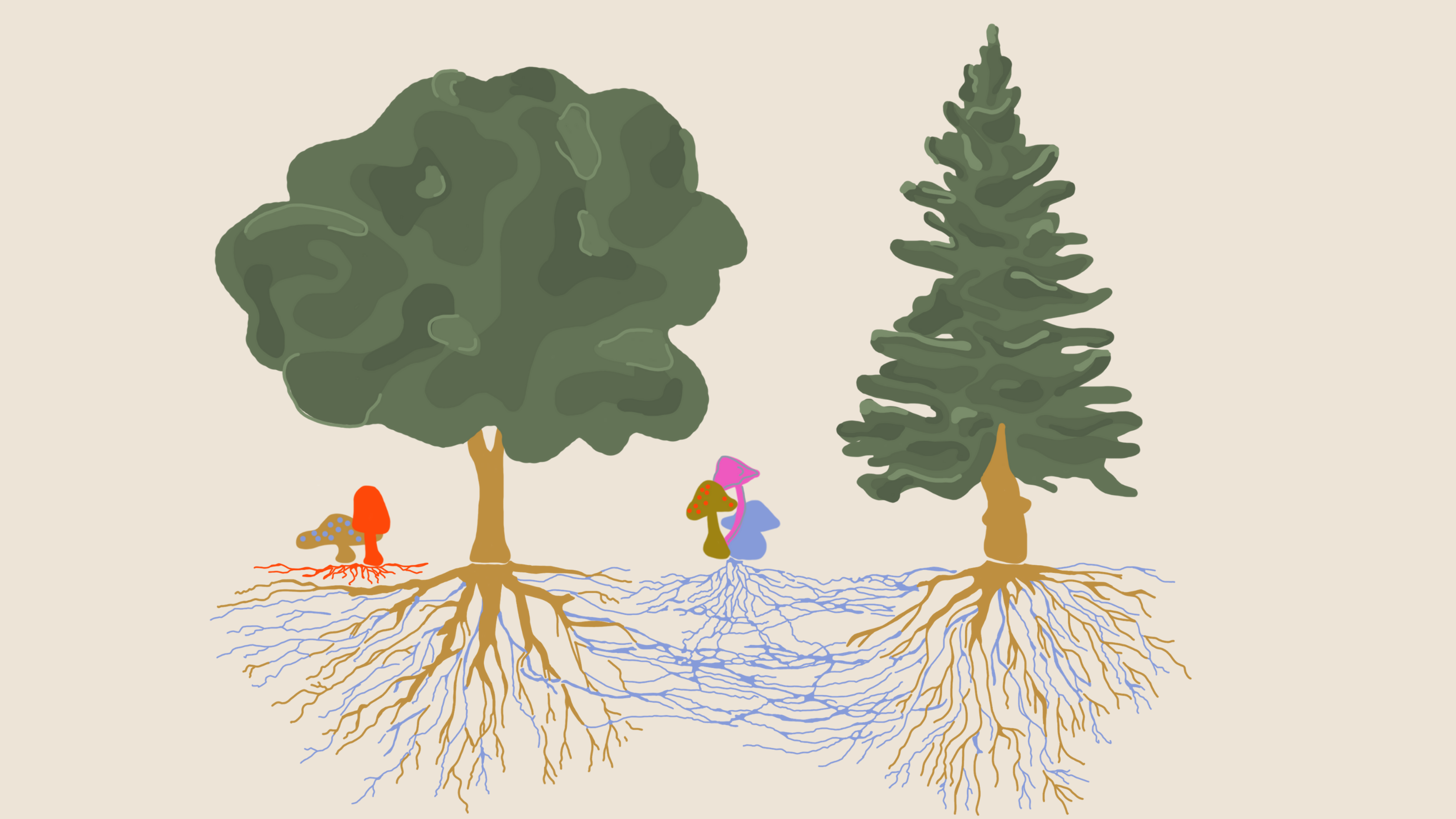 The Wood Wide Web - Earth's Natural Internet created by Mycelium – Rainbo