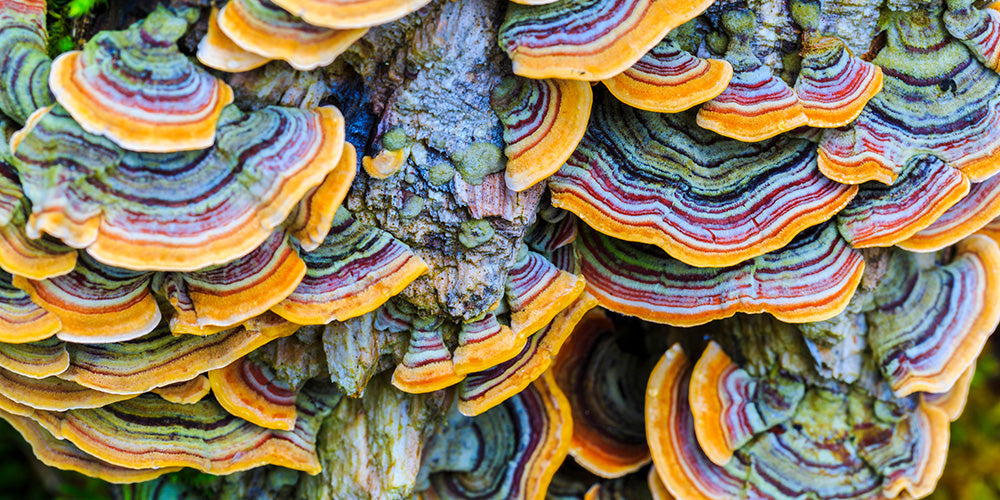 turkey tail medicinal mushrooms that are vibrant orange, purple, blue in colour